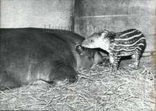 1966 Press Photo Tapir Baby 