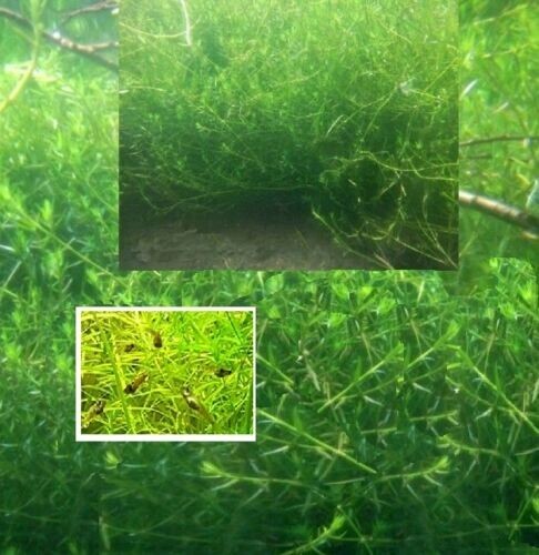Laichkraut winterharte immergrüne Wasserpflanzen Deko für den Teich eBay