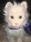 Hasbro 2006 FurReal Friends Lulu Interactive White Plush Kitty Cat Works — photo 2