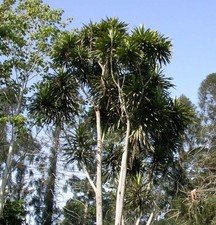 Dracaena arborea SEEDS - Dragon tree | Cornstalk dracaena