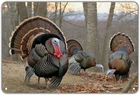 Wild Turkey Hunting Theme Tin Metal Signs Home Décor Vintage Turkey Bird Print A