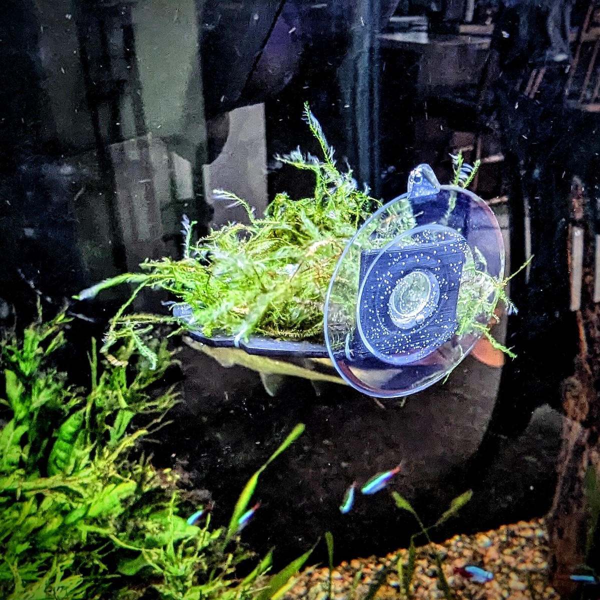 Suction Cup Aquarium Moss Ledge for betta fish and shrimp tanks | eBay