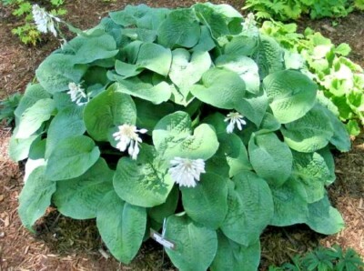20 HOSTA BIRCHWOOD ELEGANCE SEEEDS