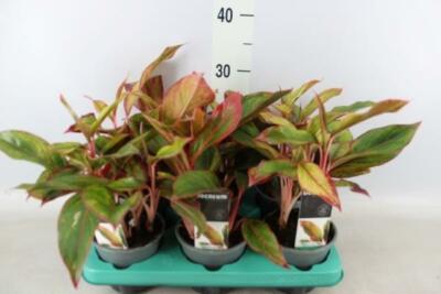 Aglaonema 'Crete' Kolbenfaden Grünpflanze Zimmerpflanze eBay