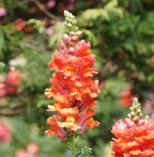Snapdragon ORANGE WONDER Cut Flowers Attracts Hummingbirds Non-GMO 500 Seeds