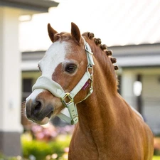 IT04191 LeMieux Mini Vogue Headcollar Halter & Lead Rope - Fern NEW