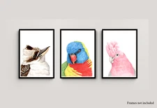 Watercolour Australian Bird Print Set - Kookaburra, Lorikeet, Galah