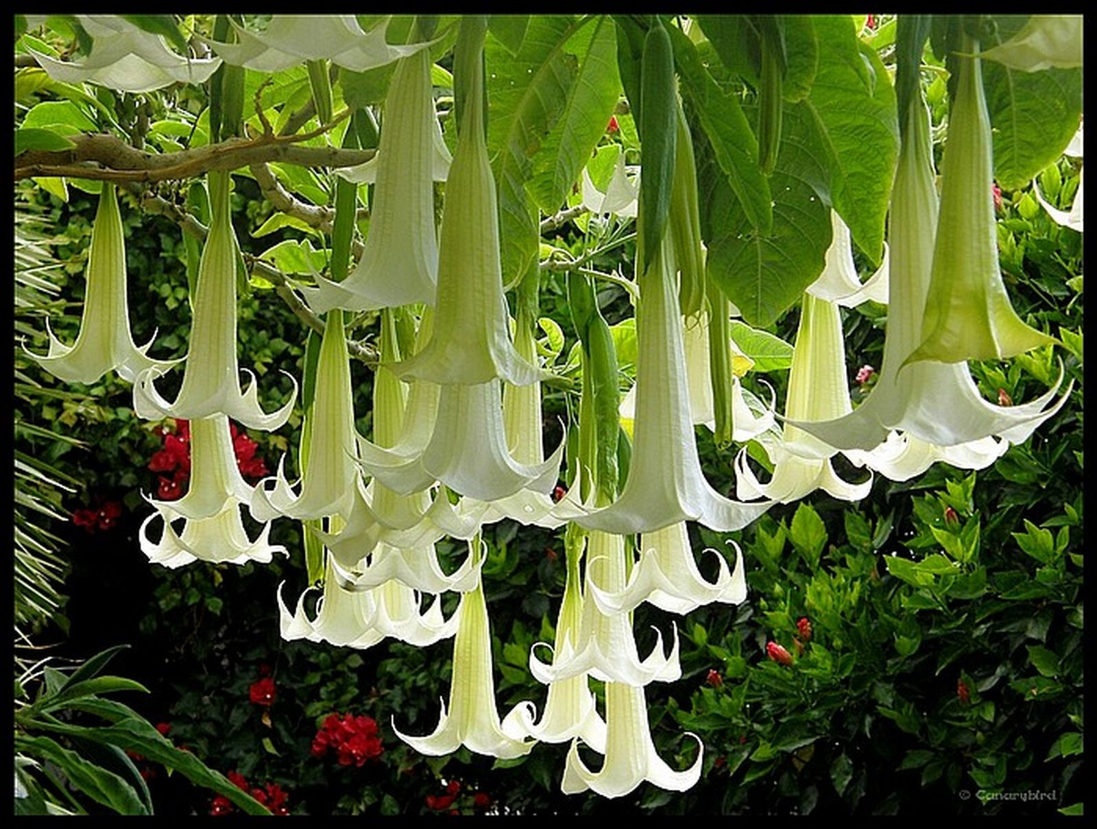 Brugmansia Pride of Hanover Datura en lot de 2 pieds pour jardin
