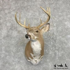 #27420 E* | Piebald Whitetail Deer Taxidermy Shoulder Mount For Sale