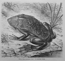 Gro&szlig;e Wabenkr&ouml;te Pipa americana Holzstich 1912  Frosch Kr&ouml;te