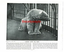 Polar Bear, Ice Bear, (Giraffe On Reverse), Book Illustration (Print), c1895