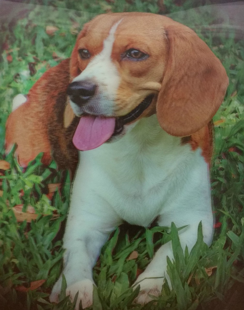 3D Picture Dogs Beagle Size 39 x 29 cm approx New