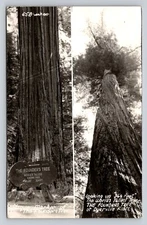 RPPC Founders Tree Worlds Tallest Dyerville Flats Real Photo California P856