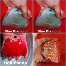Pack of 4 Discus Fish 3.5 -3.75 - Live Fish Aquarium Overnight Shipping