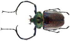 Cheirotonus for collectors | large Euchiridae