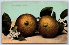 Naval Oranges Florida Souvenir Vintage Postcard