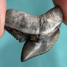 Tiger Shark Tooth Venice Florida 1.2” A GRADE Fossil Shark Tooth