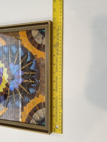 Vibrant Framed Butterfly Wing Art Morphoditis Mandala Design Iridescent 16”x12” - Picture 21 of 23