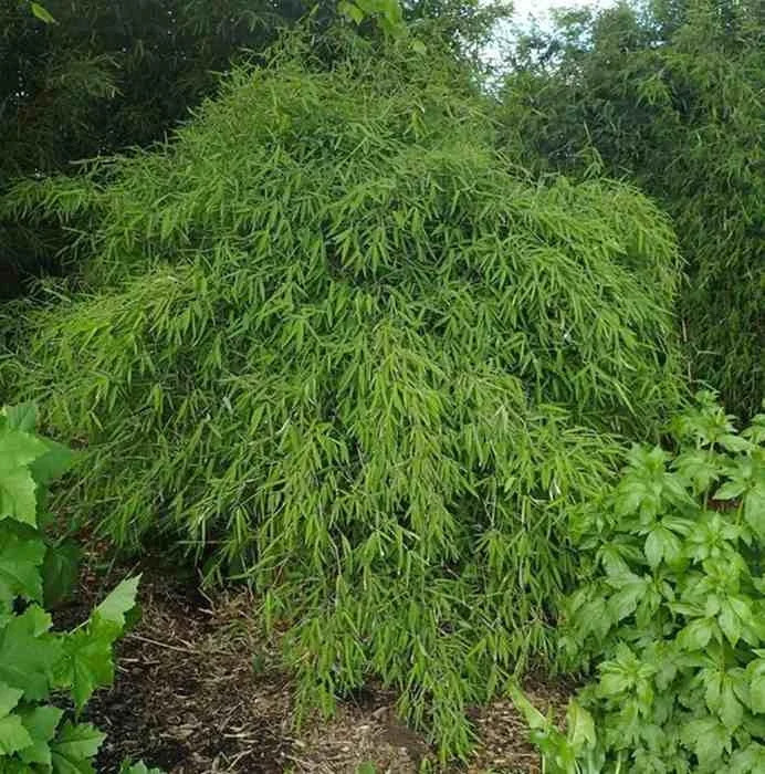 Bambou non-traçant Fargesia nitida Gansu plante brise-vue ombre persistant
