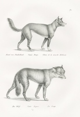 Dingo Hund Hunde Wolf dog dogs animals Lithographie Brodtmann 1824