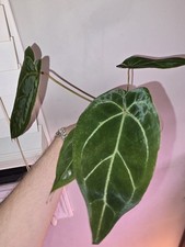 Anthurium Black Widow X Michelle Young Plant From Division Live