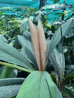 Calyptrocalyx leptostachys FANTASTIC NEW LEAF DARK LEAVES