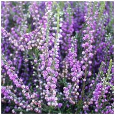 Scottish Heather Calluna Vulgaris 'Easter Bonfire' | Evergreen Shrub |