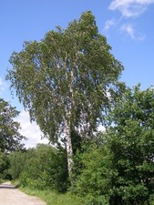 Birke -Betula Pendula- 50.000  Samen