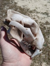 High Quality Replica Resin Clouded 🐆 Leopard Display Skull! D3