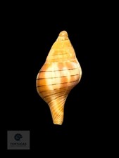 Cinctura tortugana 17.0 mm &ndash; Pulley Ridge, Dry Tortugas, FL &ndash; TSC #0848