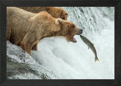 Grizzlybär gerahmtes Wandbild Poster Leinwanddruck Bild