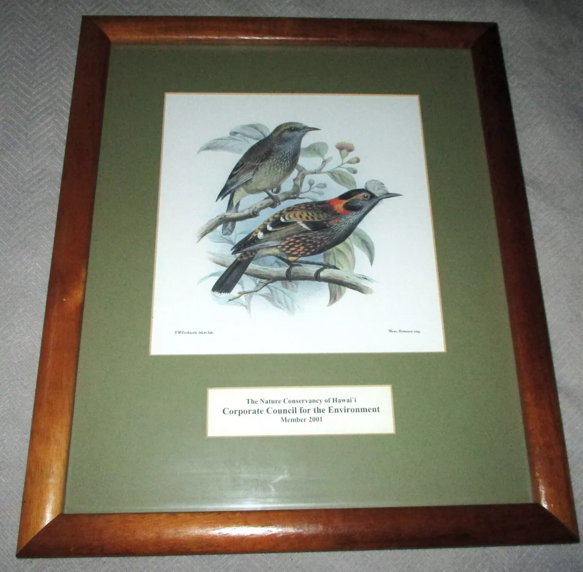 VINTAGE FROHAWK HAWAIIAN BIRD PRINT Koa Wood Frame 14