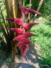 HELICONIA MARIAE BUSHMASTER LIVE RHIZOME TROPICAL PLANT