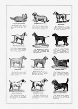 Vintage Dog Breeds Chart Canine Illustration Poster Wall Art Print