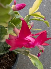 Variegated Christmas Cactus | Rooted Heirloom Plant 