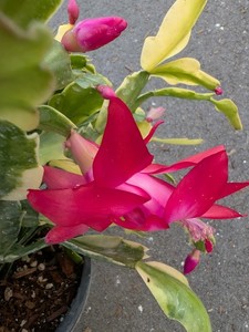 Christmas Cactus Variegated | eBay