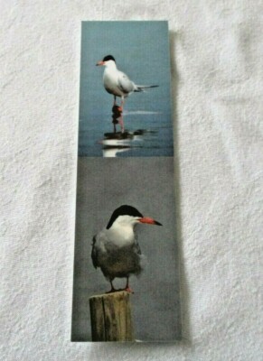 A Feathered Friends Bookmark bird ~ Common Tern