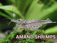 10 1 AMANO ALGAE EATER - Freshwater Neocaridina Aquarium Shrimp. Live Guarantee