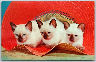 Three Kittens in a Sun Hat Vintage Postcard 2637