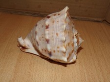 cassis cornuta schöner Panzer 11 x 9 x8 cm hoch