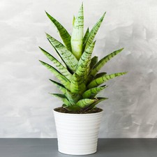 1 x Sansevieria Tough Lady - Snake Plant | Ideal Potted Plant for Home or Office