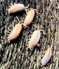 10-30 Live ORANGE POWDER ISOPODS - Starter Bioactive Terrarium Clean Up Crew