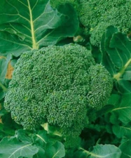 1oz Certified Organic Broccoli Seeds Waltham Heirloom Approx 9000 Seeds