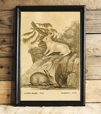 POSTER PRINT Easter Bunny Alpine Hare Rabbit Lapin Bunny Gift Easter Decor