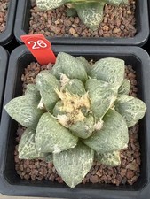 Vendita rara coltivazione di semi Cacti Ariocarpus fis var lloydii WYSIWYG 26#