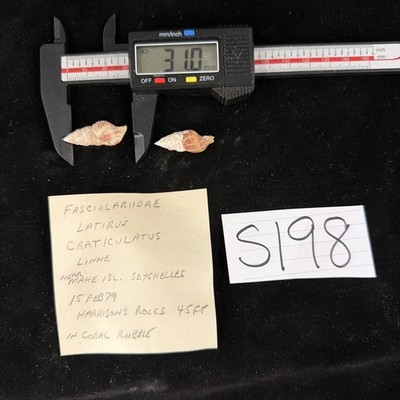 Fasciolariidae Latirus Craticulatus Shells Lot Of 2 Seychelles 1979 (S198)