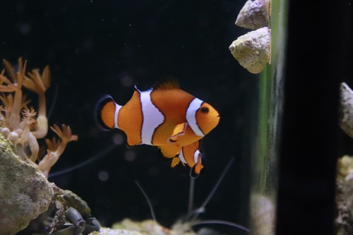 PREMIUM OCELLARIS CLOWN FISH 1.5” (single Fish) - Picture 5 of 9