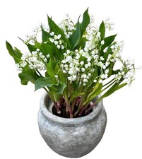3 Giant Lily Of The Valley Potted Plants + 1 Lily of the Valley scented soap 