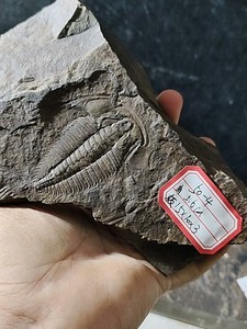 1PC Fossil trilobites from the Cambrian period