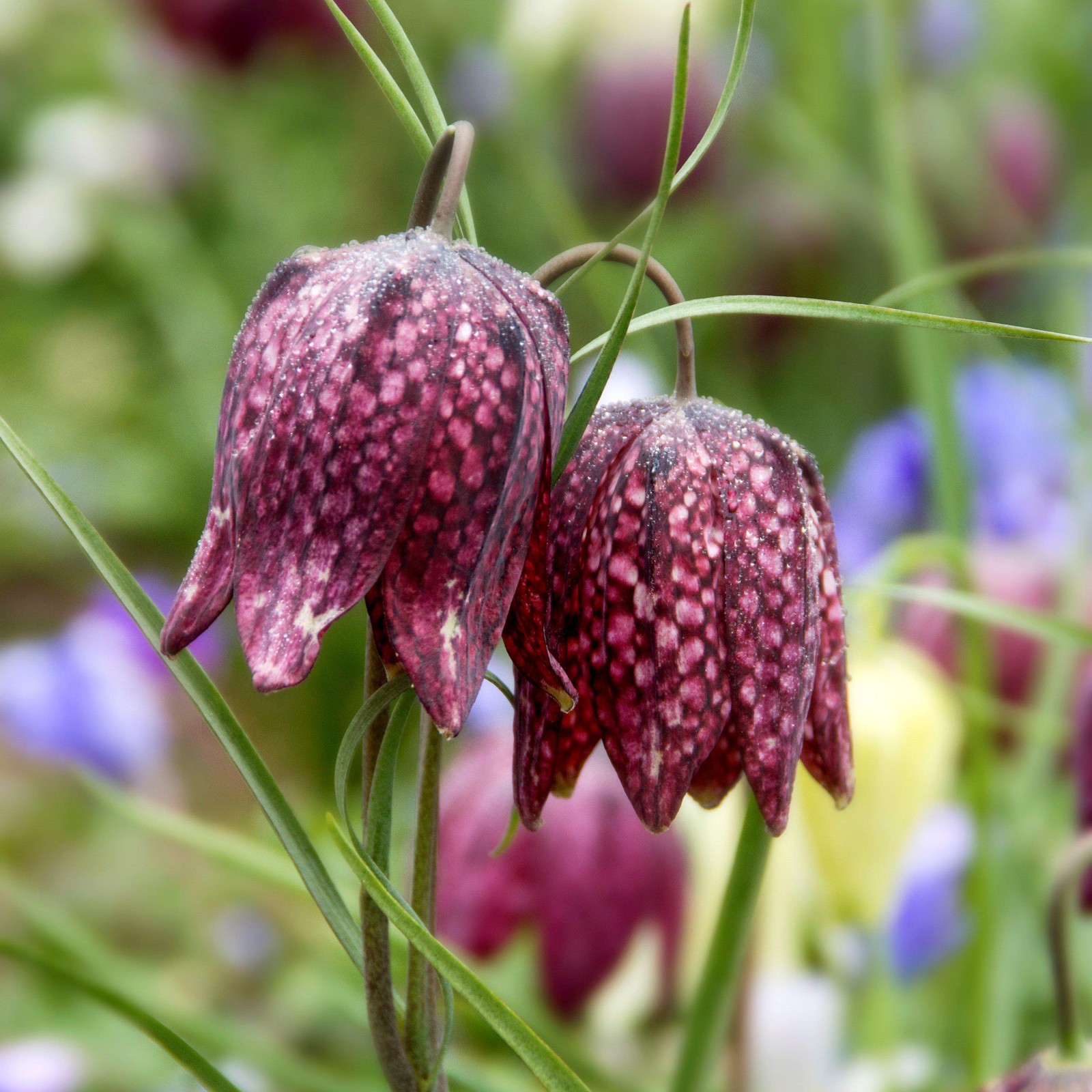 Easy to Grow Fritillaria Checkered Lily Meleagris 25 Plant Bulbs Spring Zone 3-8